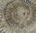 Dactylioceras Ammonite Fossil - England #100477-1